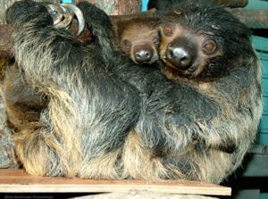 Животные ленивцы. почему их так называют?