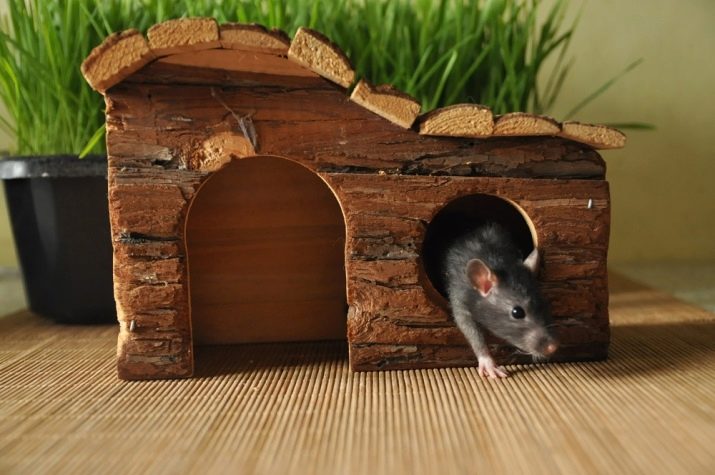 Сколько лет живут крысы?
