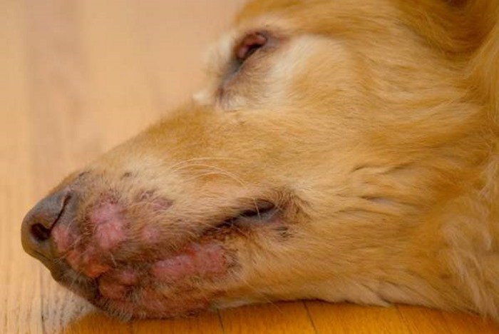 Лечение стригущего лишая у собак