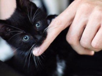 Какие породы кошек бывают черно-белого окраса, какое название носят такие коты?