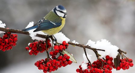 Чем можно кормить птиц зимой?