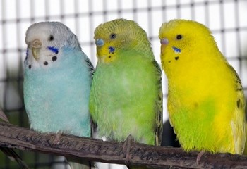 Всё о болезнях клюва у волнистых попугаев