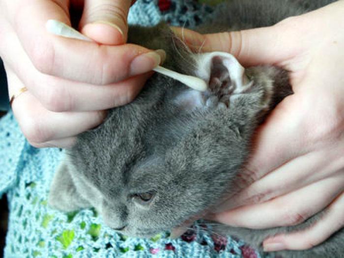 Ушные клещи у кошек: эффективное лечение отодектоза