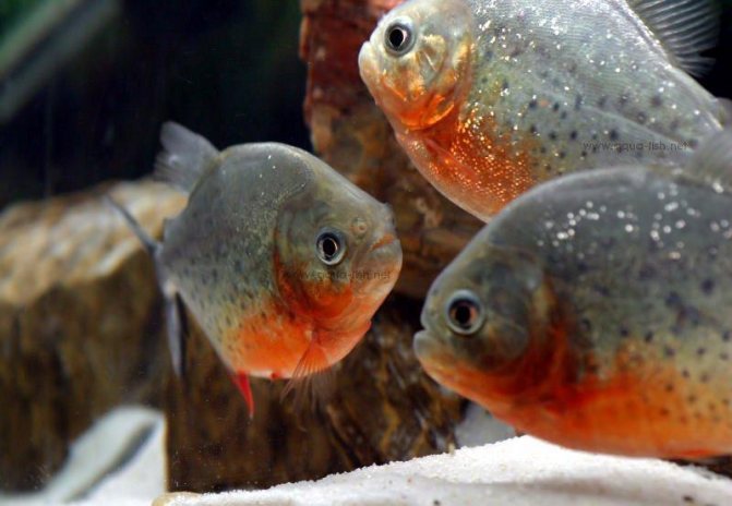 31 самых красивых аквариумных рыбок