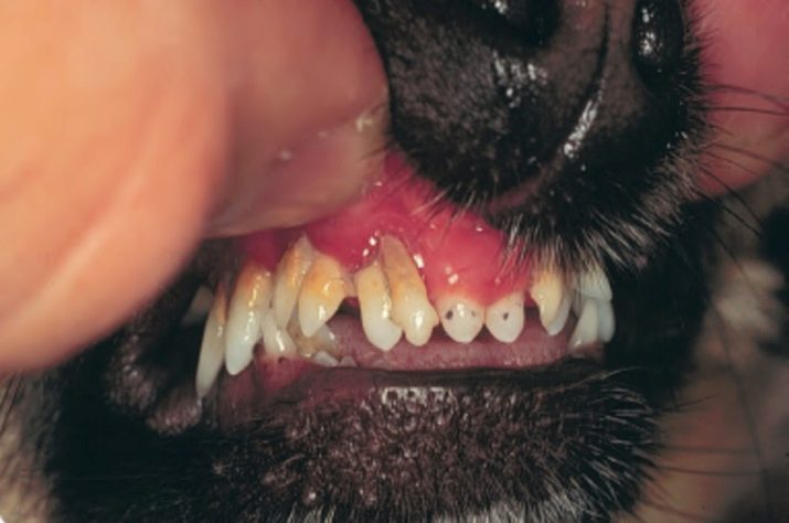 Как определить возраст щенка по зубам и другим признакам