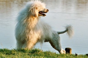 Описание португальской водяной собаки: особенности породы, фото, рекомендации по уходу