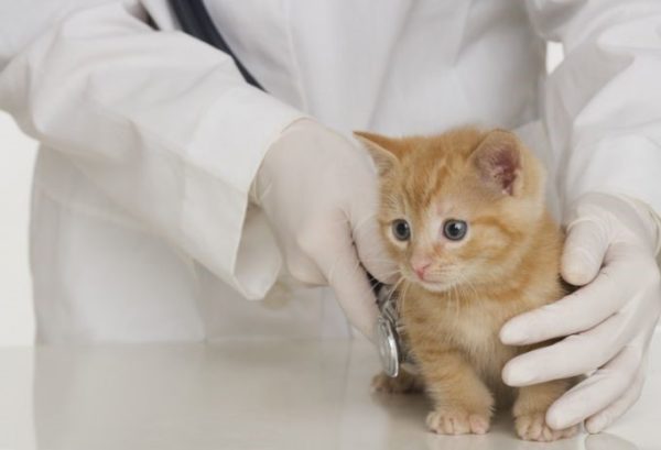 Как дать кошке таблетку или жидкое лекарство?