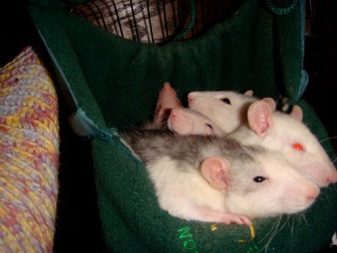 Домик для крысы своими руками