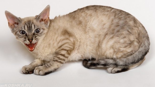 Акне у кошек: выявление, диагностика и лечение