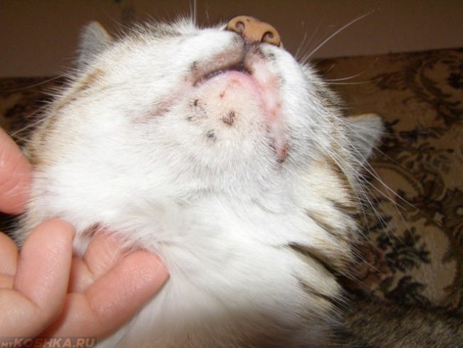 Акне у кошек: выявление, диагностика и лечение