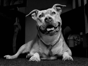 Описание американского бандога с фото и характеристика породы, особенности содержания и воспитания собаки