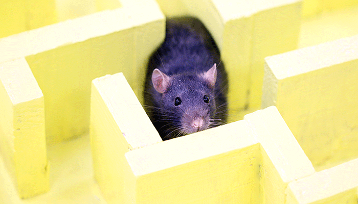 Дрессировка крыс: советы новичкам