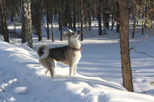Карело-финская лайка (фото): грациозный и ловкий охотник