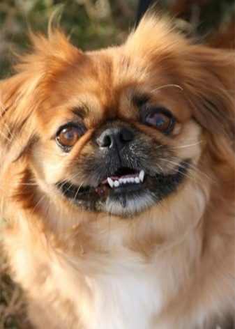 Как определить возраст щенка по зубам и другим признакам