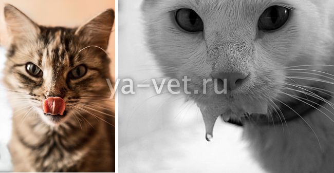 Почему у кошки изо рта текут слюни? список причин