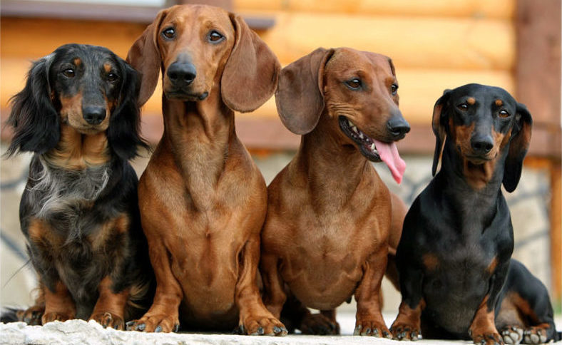 Как выглядит рыжая такса: фото собак, внешнее описание, возможные размеры и разновидности по типу шерсти