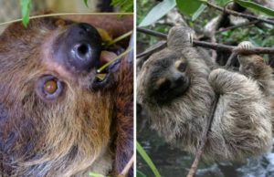 Животные ленивцы. почему их так называют?