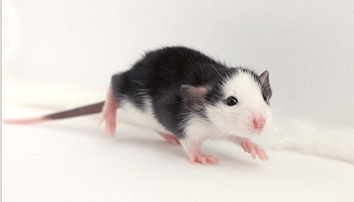 Сколько лет живут крысы?