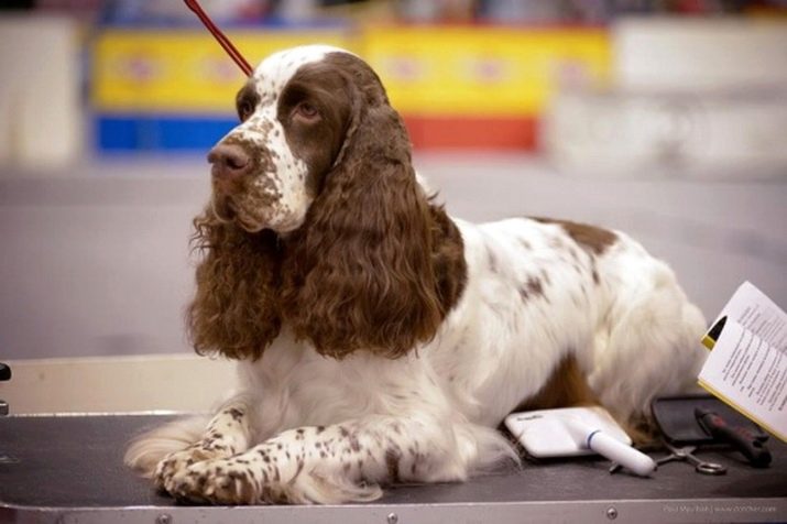 Английский кокер спаниель собака. описание, уход и цена английского кокер спаниеля