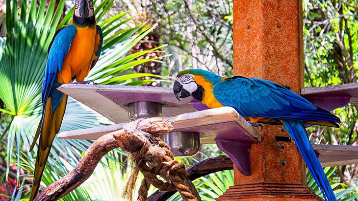 Самые популярные виды попугаев ара
