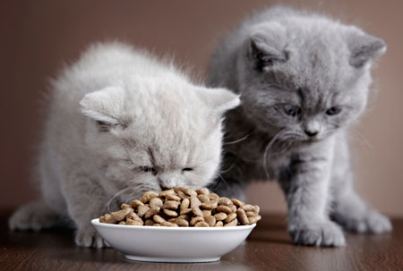 Какие корма лучше выбирать для котят: рекомендации ветеринаров по выбору продукта