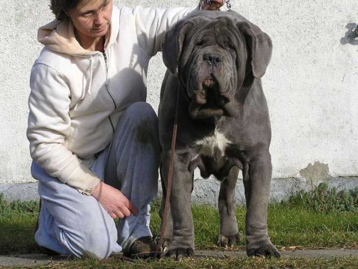 Самая большая собака в мире (фото): зевс и его «коллеги»