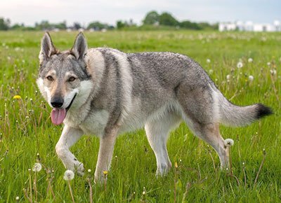 Собака похожая на волка: названия пород лаек