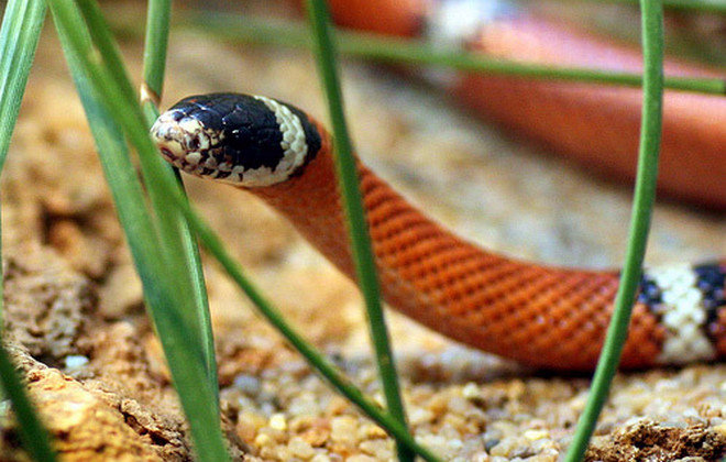 Королевская змея: ядовитая или нет, содержание в домашних условиях