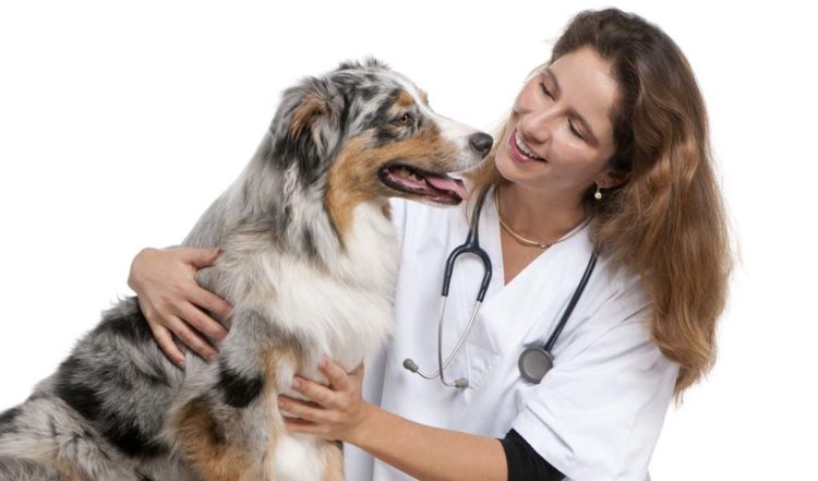 Атопия у собак: симптомы и лечение