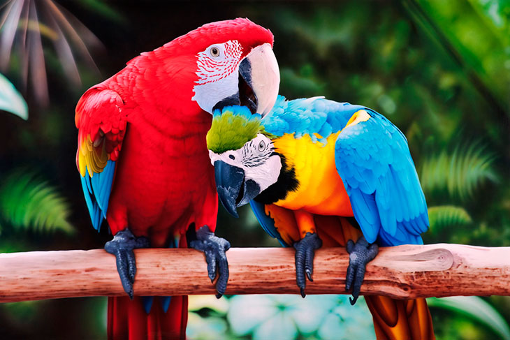 Самые популярные виды попугаев ара