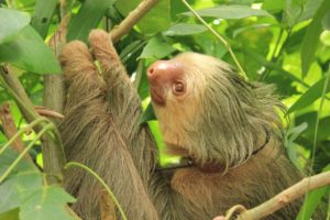 Животные ленивцы. почему их так называют?