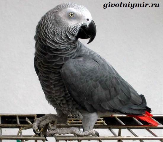 Жако (серый попугай)