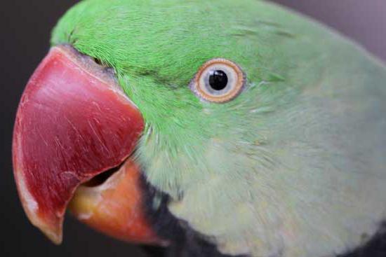 Александрийский попугай мачо: фото и содержание