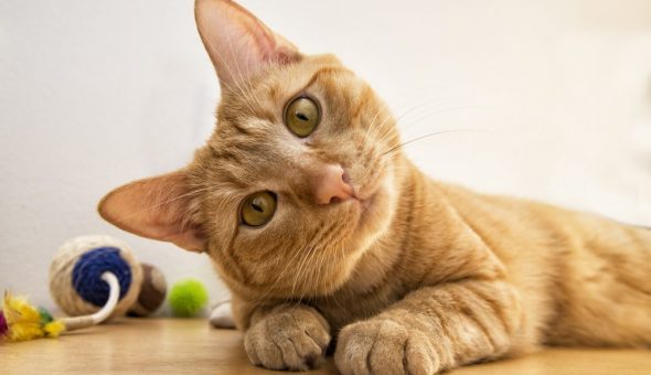 Что приносит в дом рыжий кот, к чему прибивается: приметы, поверья и суеверия