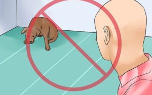 Как научить собаку командам в домашних условиях