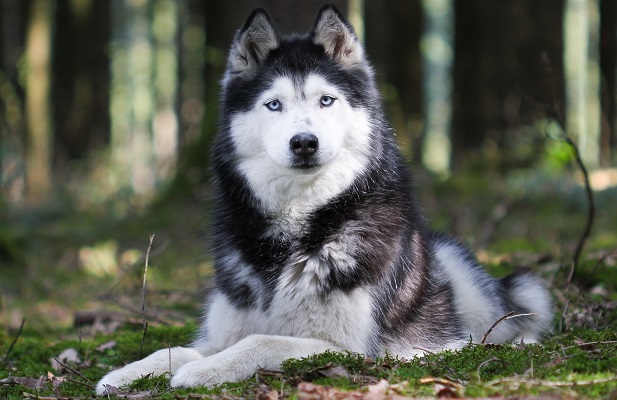 Список самых интересных и крутых кличек для собак породы хаски