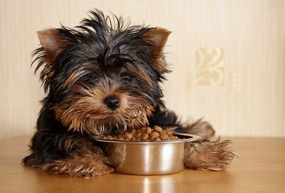 Сколько еды давать собаке в день