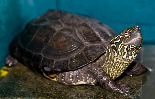 Мягкотелая черепаха кантора