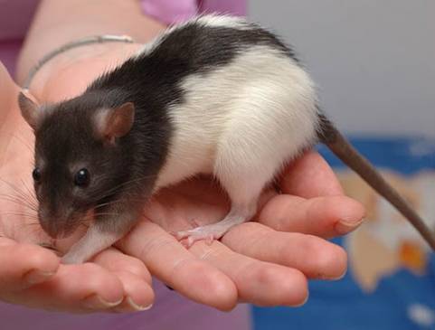 Купание крыс в домашних условиях: как не навредить питомцу, порядок проведения процедуры