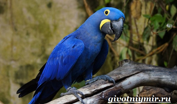 Сине-желтый ара