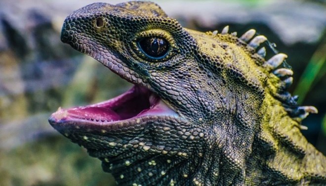 Не такой как все или 10 самых странных рептилий нашей планеты