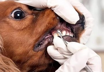 Почему у собаки воняет из пасти тухлятиной и другими неприятными запахами: причины и лечение