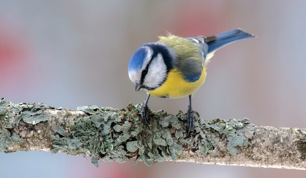 Синица фото птицы картинки