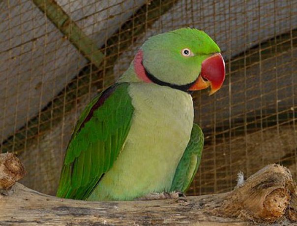 Александрийский попугай мачо: фото и содержание