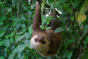 Животные ленивцы. почему их так называют?