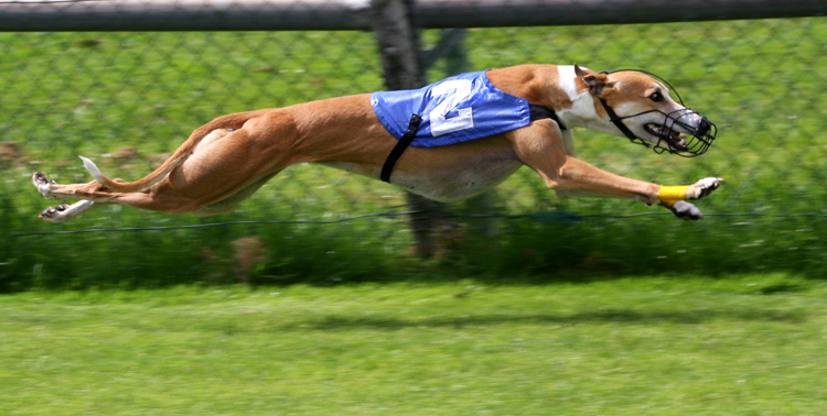 Топ-10 самых быстрых собак в мире