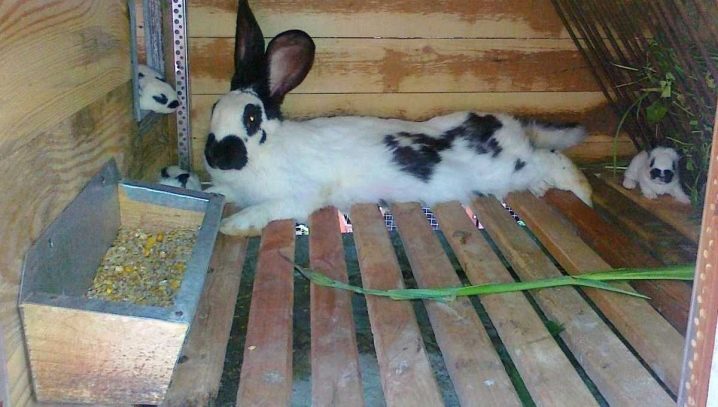 Как легко и быстро сделать клетку для кроликов своими руками: размеры и чертежи