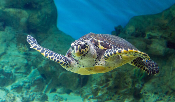 Содержание аквариумных черепах