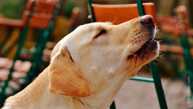 Какие патологии могут вызывать у собак скулеж, и как устранить эту проблему?