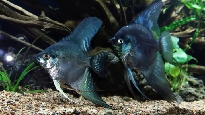 Скалярии: совместимость с другими видами рыб